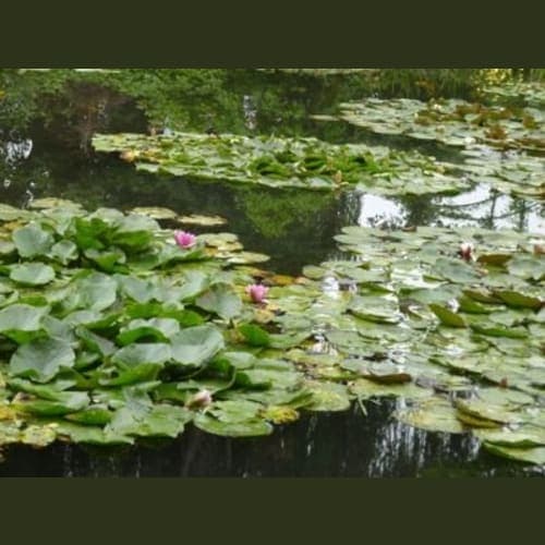 ジヴェルニー、スイレンの池。行きたかったので楽しめました。