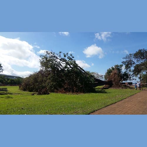 5日のシーデイの後、オーストラリア北部のダーウィンに着岸。
一週間前の大台風で被害があり、公園ではこのような大木が根こそぎになっていた。