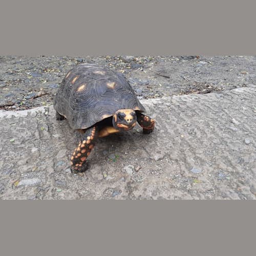 コロンビエ・ビーチへ行くトレイルの途中で出会った陸ガメ