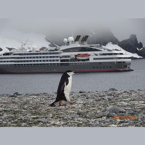 ヒゲペンギンと船
