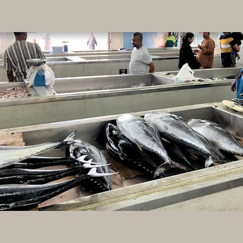 マスカットの魚市場でマグロを見ました。大きな魚市場ですが、今日はあまり魚が入っていませんでした。