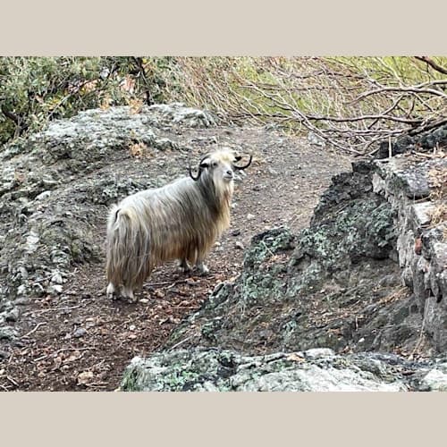 ミリナ城の山羊。結構大きくて強そう。