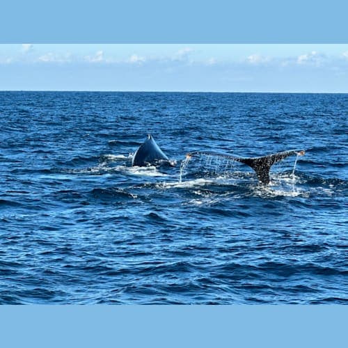 クジラを見たり。