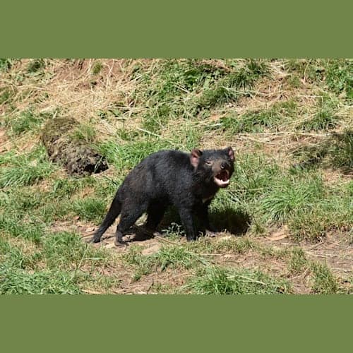 自然動物園?のタスマニアデビルです。