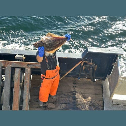 オヒョウ。これはリリースサイズだそう。