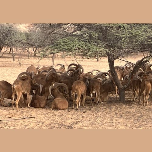 同じくヤクの部類ですが、正式な名称は忘れてしまいました。ガゼルとは少し違ったところに固まっていましたので、餌場をそれぞれ異なるところに設置しており、その周りに固まっている様でした。
