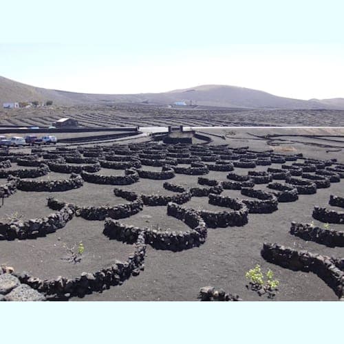 火山島故の真っ黒い大地。それにしてもこんなブドウ畑、見たことがありません。他ではなかなか買えないランサローテ島のワイン。私たちも二本買いました。