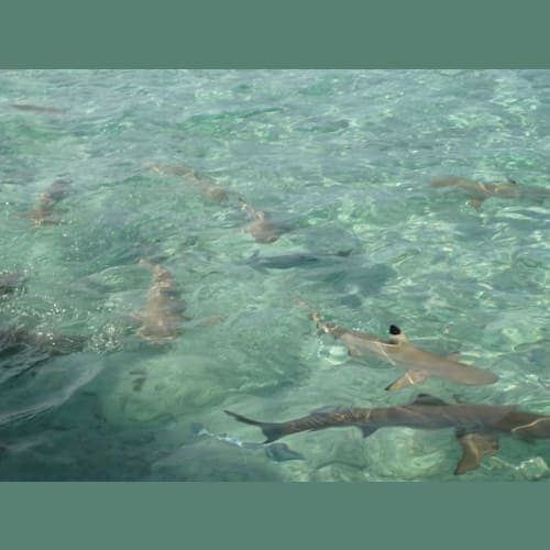 ボラボラ島 一緒に泳いだが触れなかった鮫