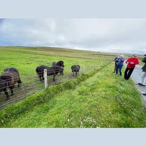 シェトランドホース。とっても小さい。