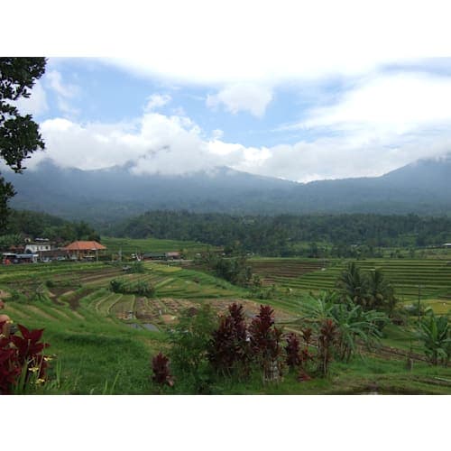 ジヤティルイのライステラス