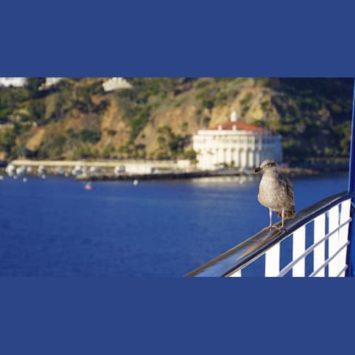 サンタバーバラでは海鳥たちがたくさん乗船して来ました。慣れているのか、人が近づいても全く動じない様子でした。