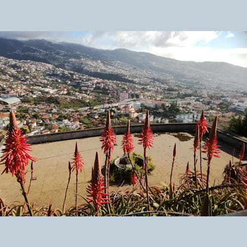 フンシャル・Ponta da cruzからフンシャルの街を一望