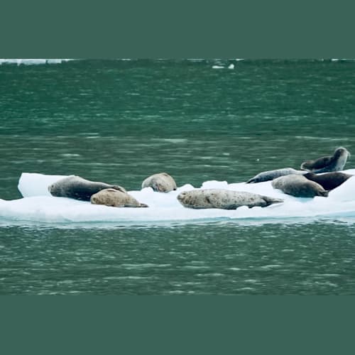 7/2 トレーシー・アームでのアザラシ