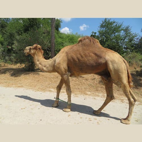 迷惑そうな顔をしてラクダがのんびりと横を歩いていく。