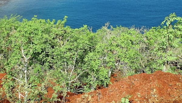 南米・ガラパゴス諸島