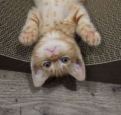 2017 サン・プリンセス 夏休みオーストラリアクルーズ